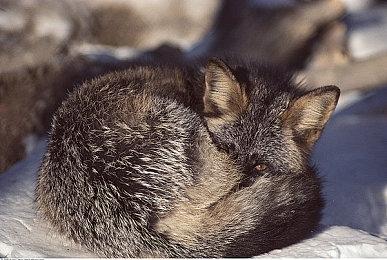 弹幕射击《冤罪执行游戏Yurukill》角色PV：一凛花华介绍