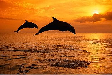 时代的眼泪？Xbox放弃销售实体光盘引争议