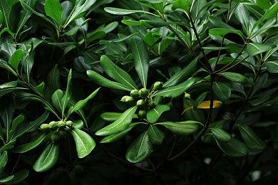 全新乙女游戏《第六妖守》主要人物介绍